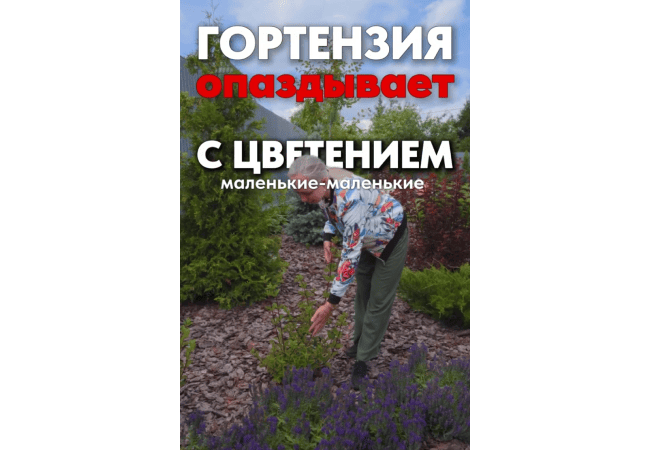 Гортензия опаздывает с цветением