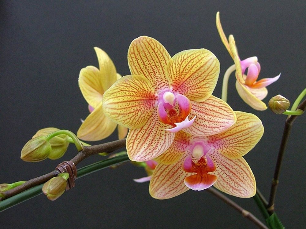 Удобряем орхидеи: как не навредить этим прекрасным цветам