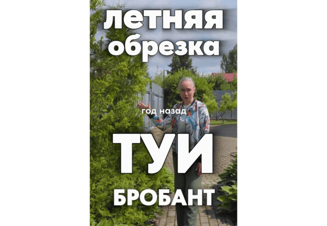 Летняя обрезка туи бробант