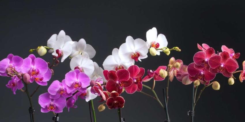 Удобряем орхидеи: как не навредить этим прекрасным цветам