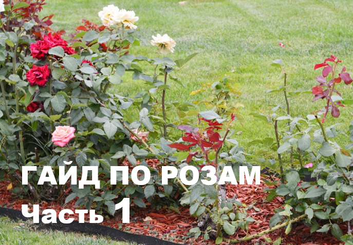 Как вырастить шикарные розы. Гайд по розам часть 1