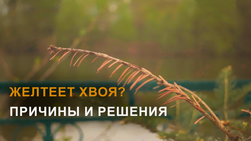 Уход за хвойными весной