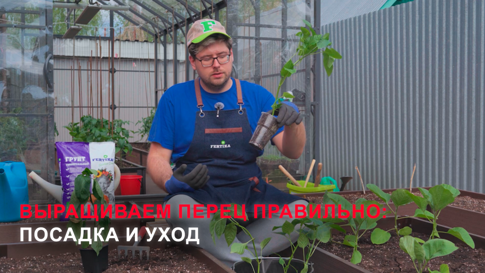 Правильный уход за перцем летом