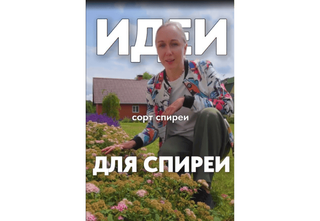 Идеи для спиреи