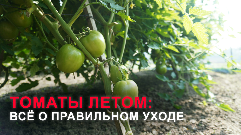 Правильный уход за томатами летом