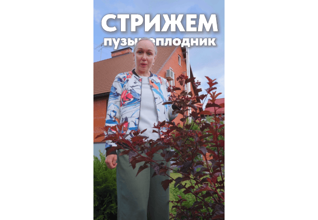 Стрижем пузыреплодник