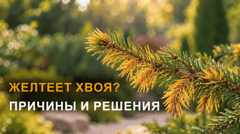 Уход за хвойными весной