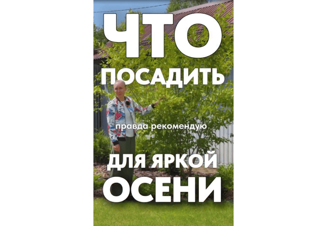 Что посадить для яркой осени