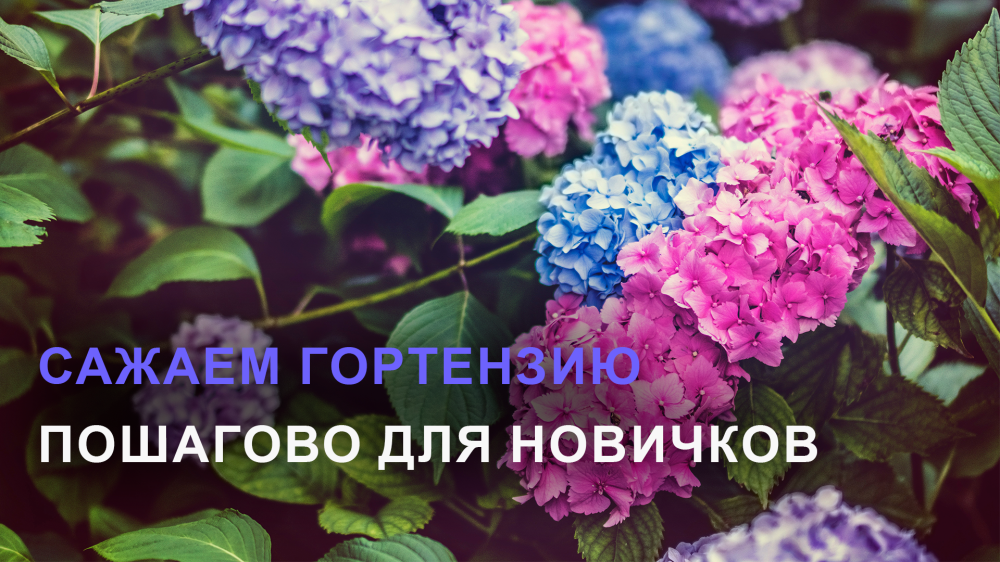 Как правильно посадить гортензию