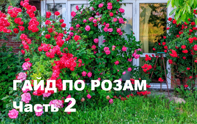 Как вырастить шикарные розы. Гайд по розам часть 2