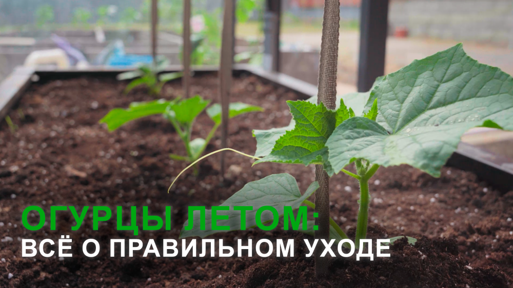 Правильный уход за огурцами летом