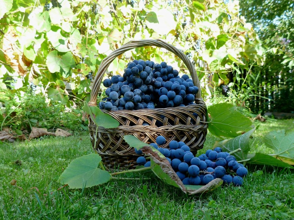 Чем подкармливать виноград в конце августа-сентябре. 