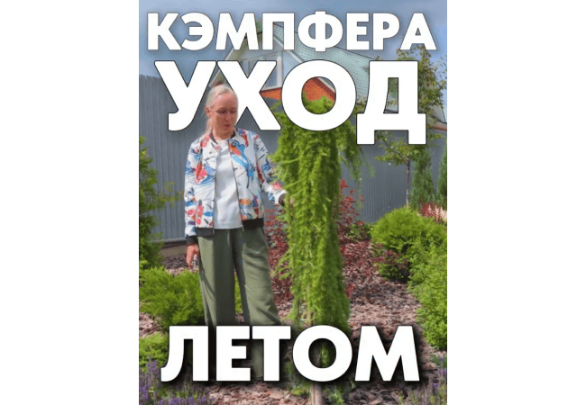 Кэмпфера уход летом
