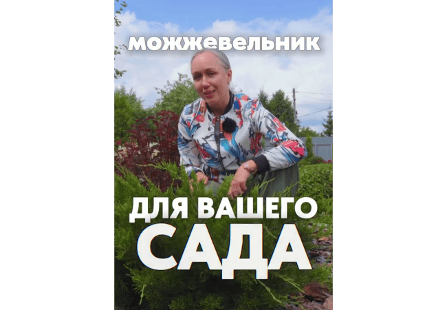 Можжевельник для вашего сада