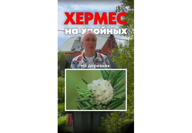 Хермес на хвойных