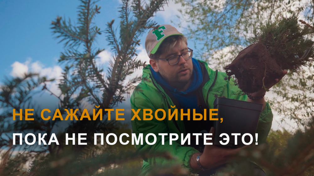 Как правильно посадить хвойные растения