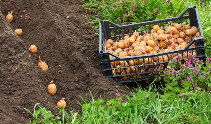 Пришла пора сажать картофель, советы от экспертов Fertika