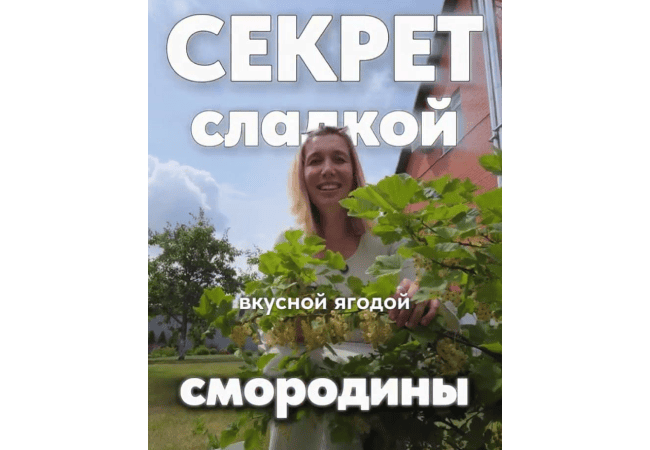 Смородина на газоне: эксперимент, который удивил