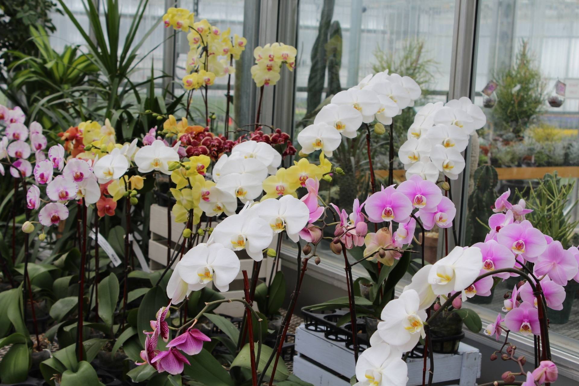 7 шагов к долголетию и красивому цветению орхидеи.