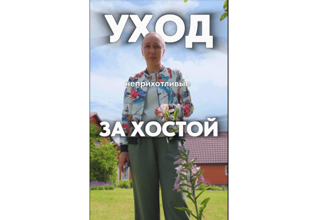 Уход за хостой