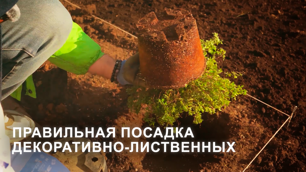 Посадка декоративно-лиственных растений