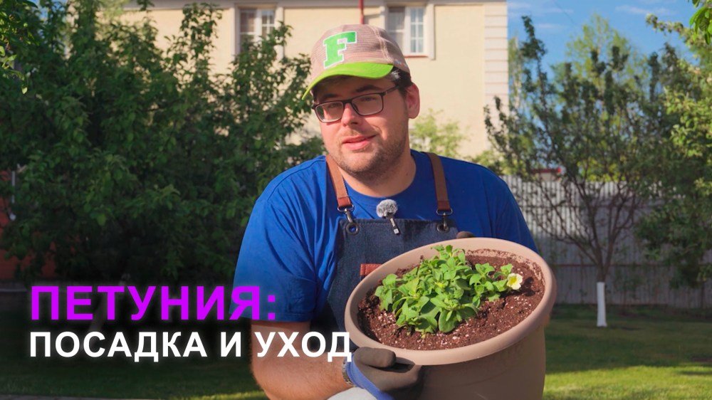 Правильная посадка петунии
